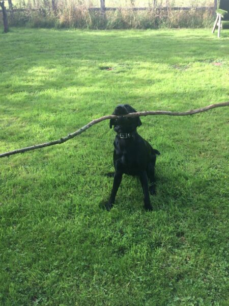 Archie the wooden pole dog!